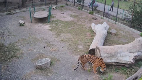 Tiger shiffing the log Video stock 162732829