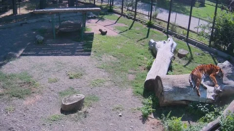 Tiger is shilling on the loag Stock Footage 158617126