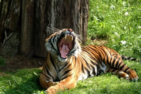 Tiger showing teeth Stock Photos