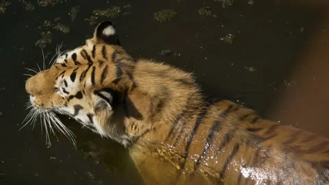 Tiger Shows Beautiful back pattern then swims out of Picture| Slowmotion | Video stock 134654605