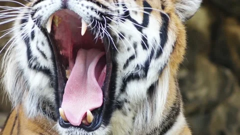Tiger shows teeth and licks Stock Footage 94567904