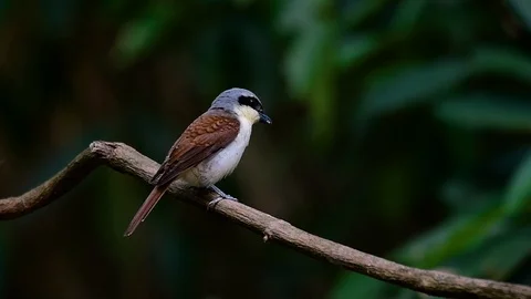 The Tiger Shrike got its name from the Tiger-like pattern on its feathers Stock Footage 108777515