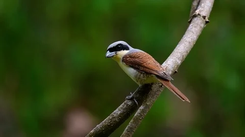 The Tiger Shrike got its name from the Tiger-like pattern on its feathers Stock Footage 108777545