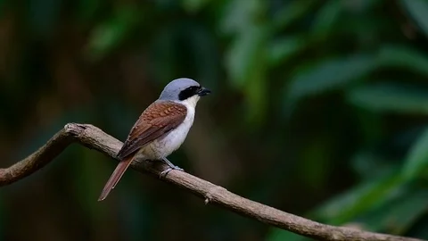 The Tiger Shrike got its name from the Tiger-like pattern on its feathers Stock Footage 108777548