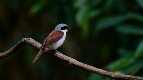 The Tiger Shrike got its name from the Tiger-like pattern on its feathers Stock Footage 108777553