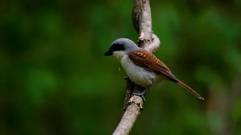 The Tiger Shrike got its name from the Tiger-like pattern on its feathers Stock Footage 108777558