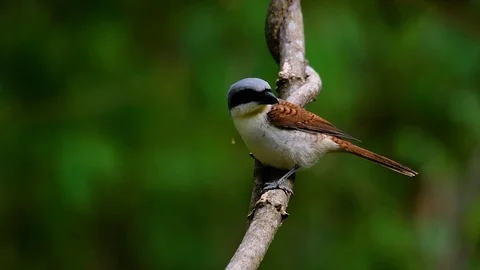The Tiger Shrike got its name from the Tiger-like pattern on its feathers Stock Footage 108777565