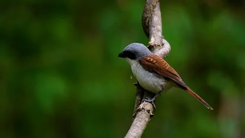 The Tiger Shrike got its name from the Tiger-like pattern on its feathers Stock Footage 108777576