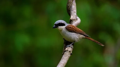 The Tiger Shrike got its name from the Tiger-like pattern on its feathers Stock Footage 108777582