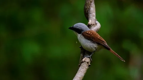 The Tiger Shrike got its name from the Tiger-like pattern on its feathers Stock Footage 108777585