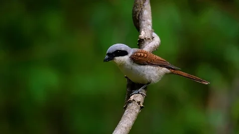 The Tiger Shrike got its name from the Tiger-like pattern on its feathers Stock Footage 108777599