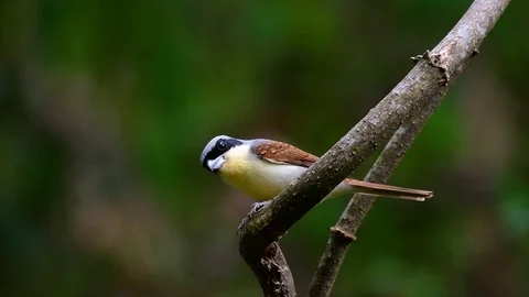 The Tiger Shrike got its name from the Tiger-like pattern on its feathers Stock Footage 108777604
