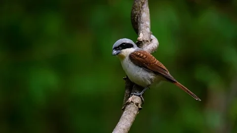 The Tiger Shrike got its name from the Tiger-like pattern on its feathers Stock Footage 108777616