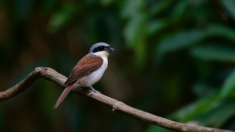 The Tiger Shrike got its name from the Tiger-like pattern on its feathers Stock Footage 108777619