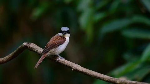 The Tiger Shrike got its name from the Tiger-like pattern on its feathers Stock Footage 108777621