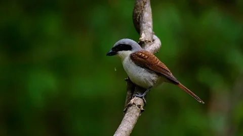 The Tiger Shrike got its name from the Tiger-like pattern on its feathers Stock Footage 108777622