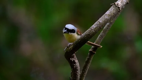 The Tiger Shrike got its name from the Tiger-like pattern on its feathers Stock Footage 108777630