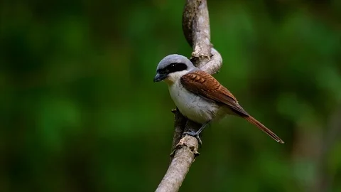 The Tiger Shrike got its name from the Tiger-like pattern on its feathers Stock Footage 108777633