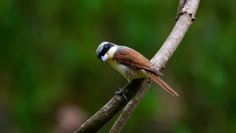 The Tiger Shrike got its name from the Tiger-like pattern on its feathers Stock Footage 108777660