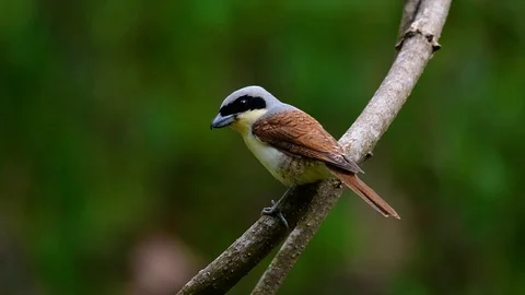 The Tiger Shrike got its name from the Tiger-like pattern on its feathers Stock Footage 108777664