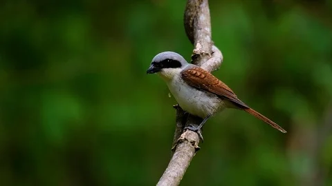 The Tiger Shrike got its name from the Tiger-like pattern on its feathers Stock Footage 108777670