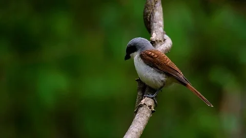 The Tiger Shrike got its name from the Tiger-like pattern on its feathers Stock Footage 108777675