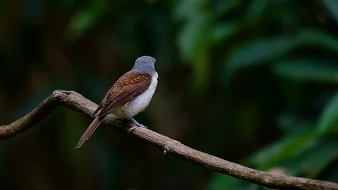 The Tiger Shrike got its name from the Tiger-like pattern on its feathers Stock Footage 108777701