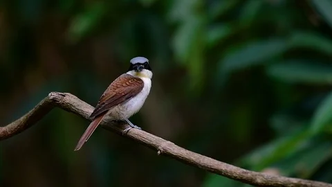 The Tiger Shrike got its name from the Tiger-like pattern on its feathers Stock Footage 108777716