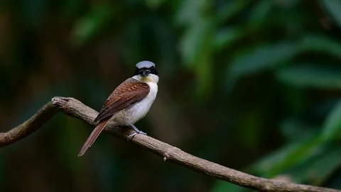 The Tiger Shrike got its name from the Tiger-like pattern on its feathers Stock Footage 108777750