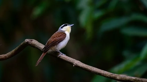 The Tiger Shrike got its name from the Tiger-like pattern on its feathers Stock Footage 108777762