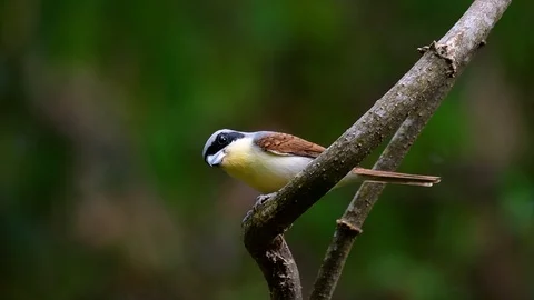 The Tiger Shrike got its name from the Tiger-like pattern on its feathers Stock Footage 108777769