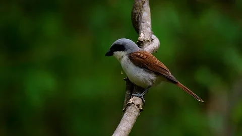 The Tiger Shrike got its name from the Tiger-like pattern on its feathers Stock Footage 108777817