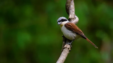 The Tiger Shrike got its name from the Tiger-like pattern on its feathers Stock Footage 108777830