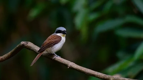 The Tiger Shrike got its name from the Tiger-like pattern on its feathers Stock Footage 108777848