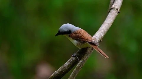 The Tiger Shrike got its name from the Tiger-like pattern on its feathers Stock Footage 108777855