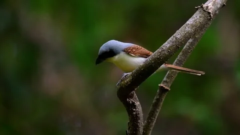 The Tiger Shrike got its name from the Tiger-like pattern on its feathers Stock Footage 108777863