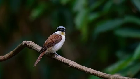 The Tiger Shrike got its name from the Tiger-like pattern on its feathers Stock Footage 108777868