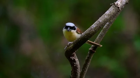 The Tiger Shrike got its name from the Tiger-like pattern on its feathers Stock Footage 108777869