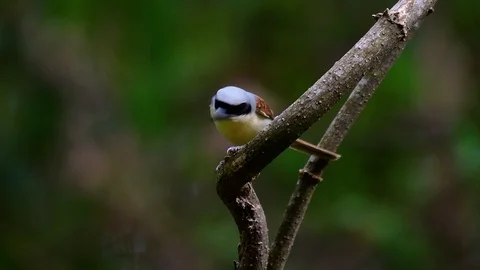 The Tiger Shrike got its name from the Tiger-like pattern on its feathers Stock Footage 108777871