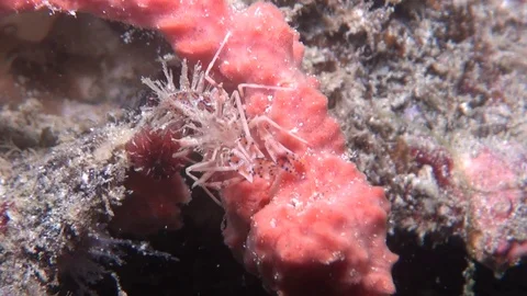 Tiger shrimp Stock Footage 123155781