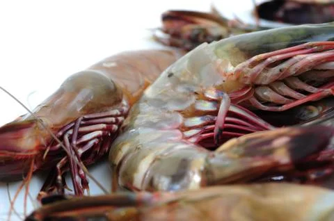 Tiger shrimp Stock-Fotos