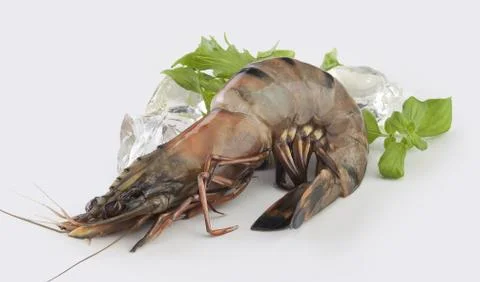 Tiger shrimp Stock-Fotos