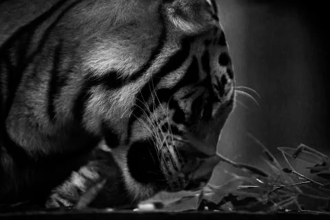 Tiger Side on Stock Photos