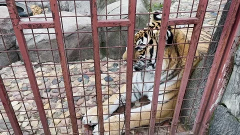 A tiger sits in a cage at the zoo Stock Footage 329092201