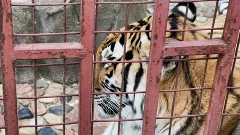 A tiger sits in a cage at the zoo Stock Footage 329092205