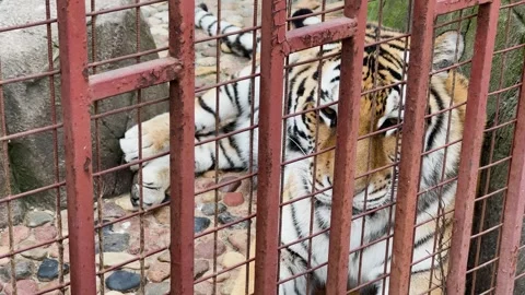 A tiger sits in a cage at the zoo Stock Footage 329092244