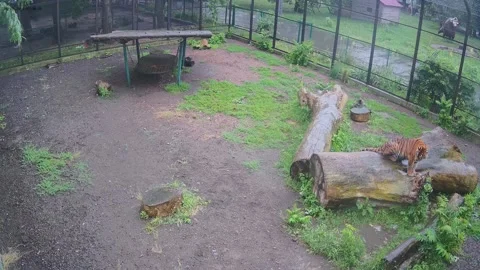 A tiger sits on a log in the summer rain Stock Footage 156026909