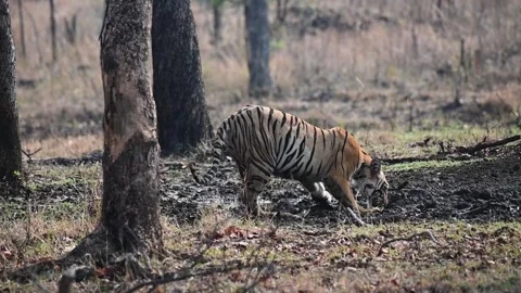 Tiger sitting down to have water from a puddle in Tadoba national park Video stock 274442385
