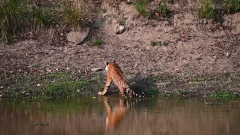 Tiger sitting down into the pond in Kanha national park Stock Footage 277976106