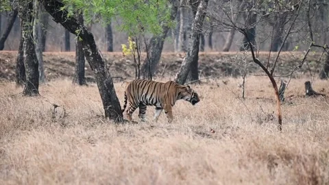 Tiger sitting down to rest under a tree on a hot day in Tadoba national park Stock Footage 274061990